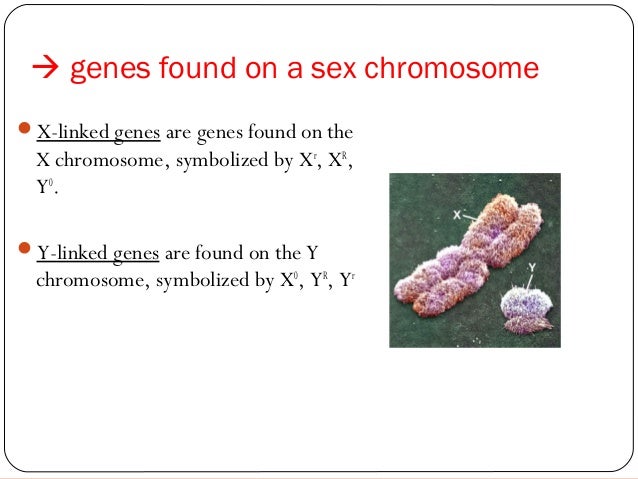 Which is true of sex-linked genes Nude Photos 66 Which is true of sex-linked genes Nude Photos 100